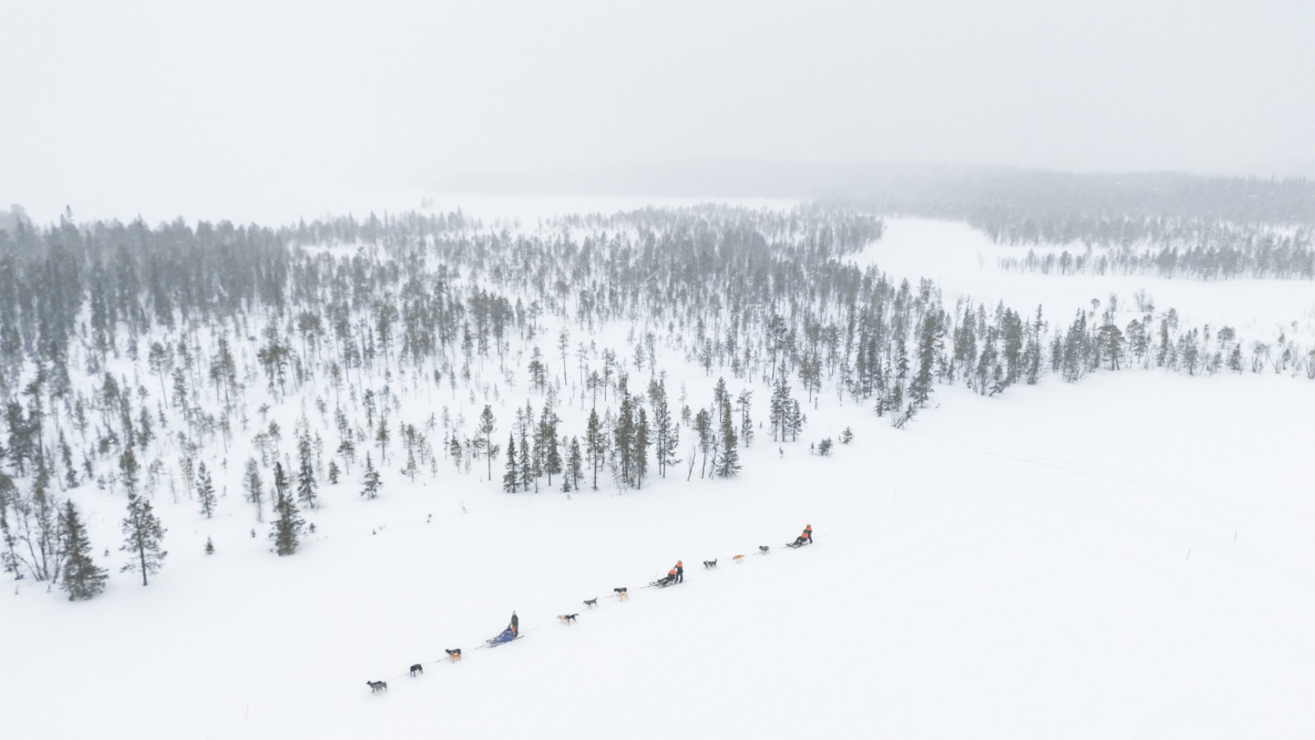 Hundeschlittenfahrt Muonio